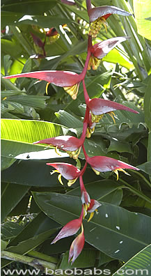 Heliconia collinsiana